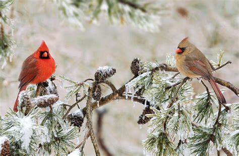 #FeedtheBirds 1: Northern Cardinal Mating Rituals