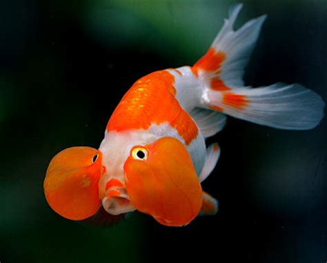 Bubble Eye Goldfish - Tips and Characteristics