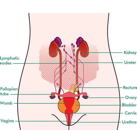 Abdominal Anatomy Pictures Female Anatomy And Location Of The Ovaries ...