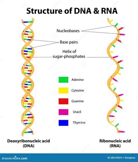 Structure DNA And RNA Molecule. Vector Stock Images - Image: 28618424