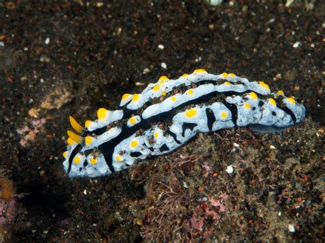 55 of the Most Colorful Sea Slugs in the World | Color Meanings