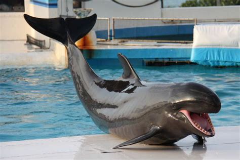 A wolphin, a hybrid born from a mating of a female common bottlenose dolphin with a male false ...