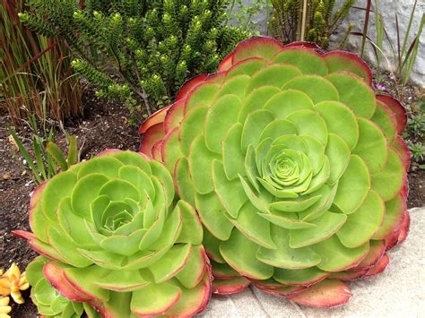 Big Succulents in Garden