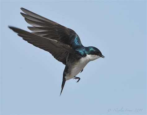 Tree swallow in flight | Bird photography, Swallow bird, Tree swallow