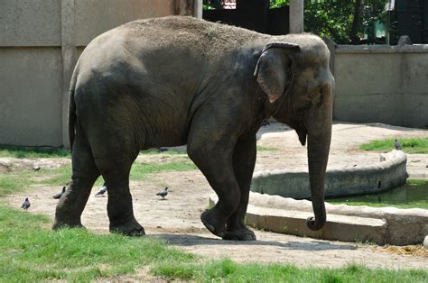 File:Indian Elephant - Kolkata 2011-05-03 2708.JPG - Wikimedia Commons