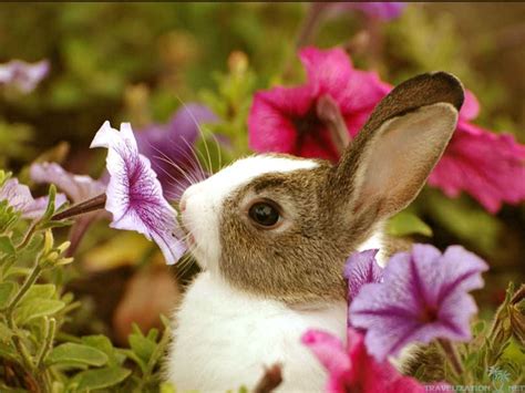 Spring Baby Animals Desktop Wallpapers - WallpaperSafari