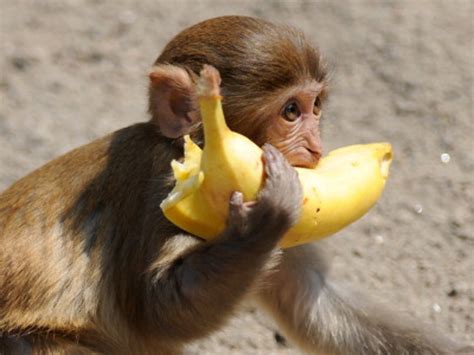 How To Peel A Banana Like A Monkey