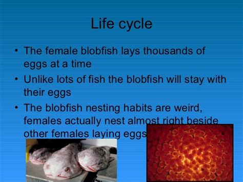 Blobfish Facts For Kids | Kids Matttroy