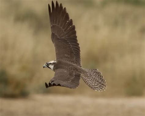 Lanner Falcon - Facts, Diet, Habitat & Pictures on Animalia.bio