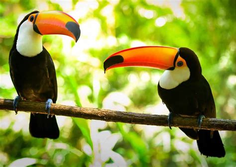 Toucan Behavior - AnimalBehaviorCorner