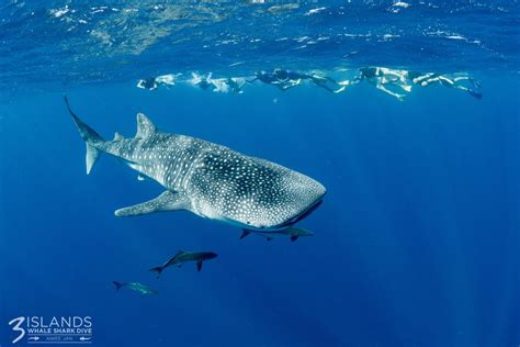 Can a Whale Swallow a Human? | Three Islands Whale Shark Dive