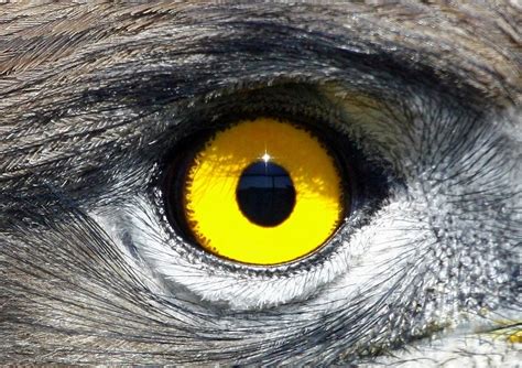 Eagle eye Free Photo Download | FreeImages