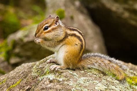 Siberian chipmunk - Invasives.ie