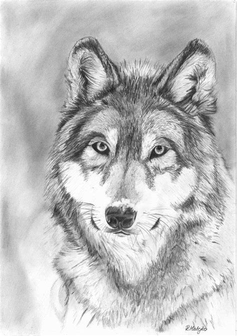 Wolf Drawings in Pencil | Wolf Pencil Drawings | Desenho grafite, Desenhos de animais fofinhos ...