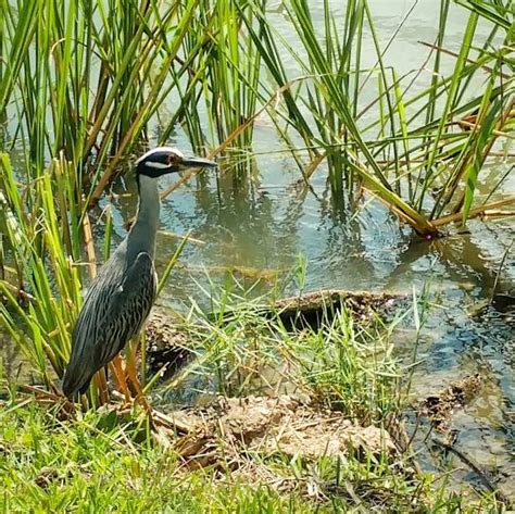 Wetlands Birds Stock Photos, Pictures & Royalty-Free Images - iStock