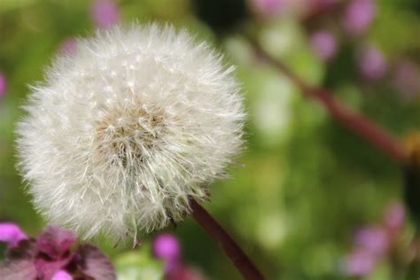 Free Images : nature, blossom, dandelion, petal, botany, flora ...