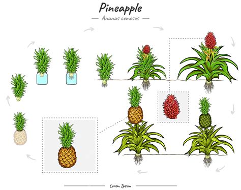 Premium Vector | Development of growing pineapple with water