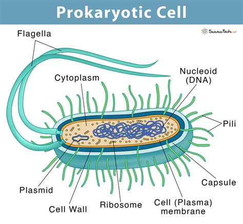 Prokaryotic Cell Diagram Labeled Printable Diagram Prokaryotic Cell Cell Diagram Prokaryotes - Riset