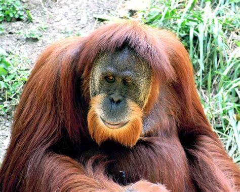 Sumatran Orangutan - Profile | Facts | Habitat | Diet | Endangered - Primates Park