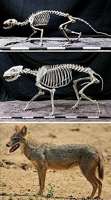 Canidae - Wikipedia