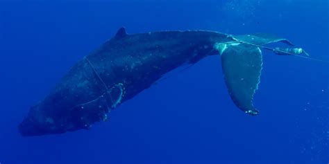 Threats to Whales | Hawaiian Islands Humpback Whale National Marine Sanctuary