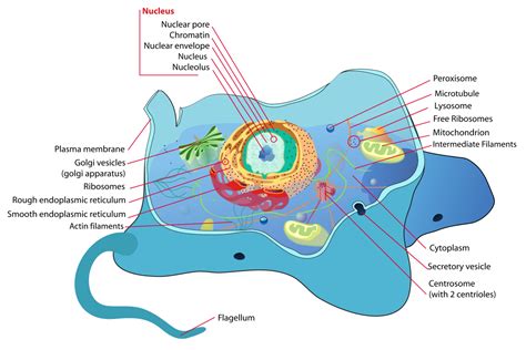 Datei:Animal cell structure en.svg - Alemannische Wikipedia