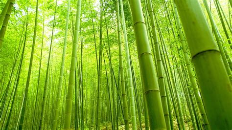 HD wallpaper: Bamboo Forest, Nature, Green, Fresh | Wallpaper Flare