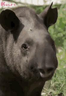 Tapir GIFs | Tenor