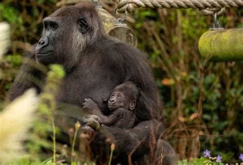 New baby for Bristol Zoo gorilla family | Discover Animals