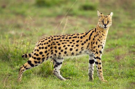 What Is A Serval And How To Distinguish It From Other Wild, 59% OFF