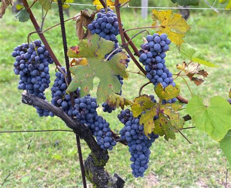 Grapes on the vine stock image. Image of plant, crowded - 35449185