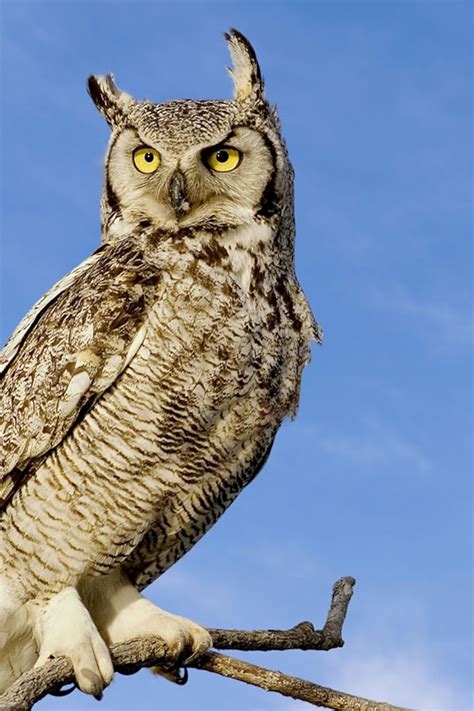 Great Horned Owl Weight | Blog Dandk