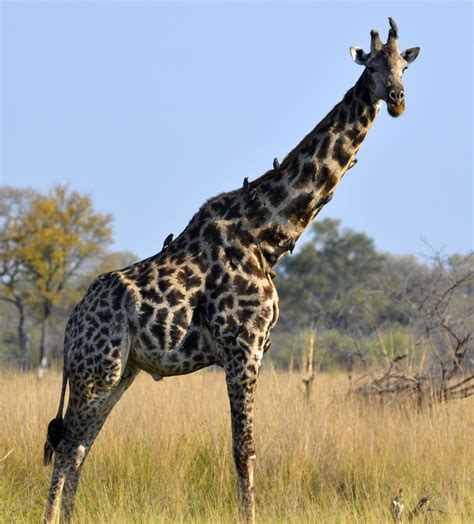 File:South African Giraffe, Bull.JPG - Wikimedia Commons