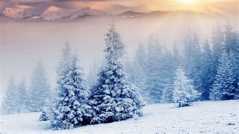 Snow Pine Trees - Wallpaper, High Definition, High Quality, Widescreen