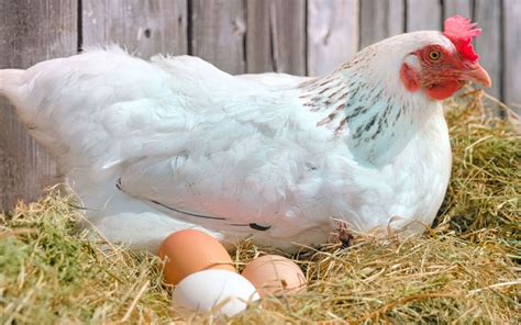 Laying Chickens Breeds Best Egg Laying Chickens Raising Chickens ...