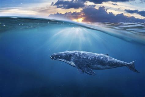 50 Whale Facts About The Giants Of The Ocean - Facts.net