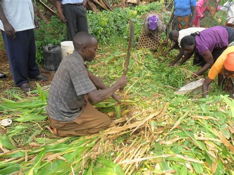 SMALL-SCALE FARMING COMMERCIALIZED: SILAGE PREPARATION