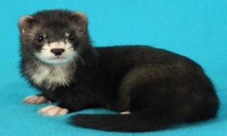 The Ultimate List Of Most Popular Ferret Breeds In Australia