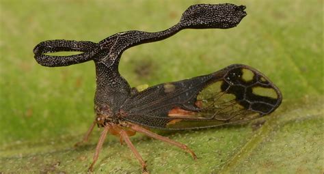 A Strange and Mysterious Insect Was Found in Museum Collections First | Natural History Museum ...