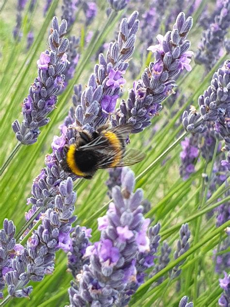 Bumblebee Lavender. : r/gardening