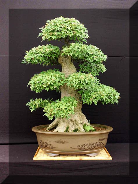 Bonsai Tree For Sale | Aneka Ragam Bentuk Bonsai