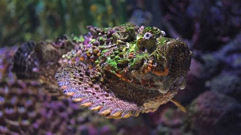 The Reef Stonefish: The Master of Disguise and Silent Killer - Enter the Caves