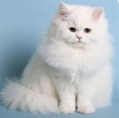 Persian Cat Price in India, Facts, Breed Information and ...