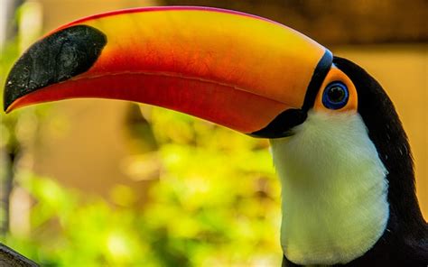 Toucan Facts For Kids | Toucans | Cool Kid Facts