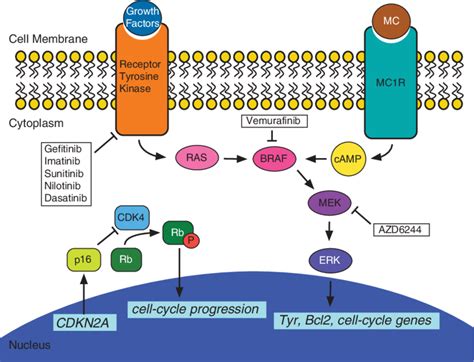 Receptor Tyrosine Kinase Diagram