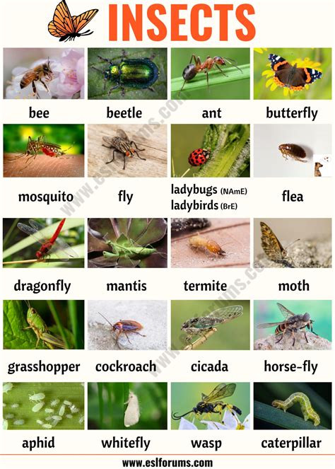 INSECTS: Useful List of Insects with the Picture and Examples - ESL Forums