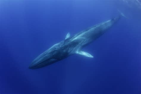 An Underwater Encounter With A Blue Whale – Pico Island, Azores - DeeperBlue.com