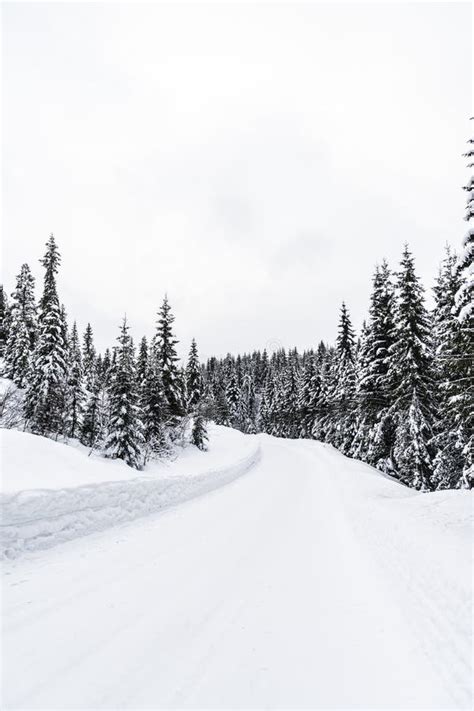 Winter forest in Norway stock image. Image of trees - 115910421