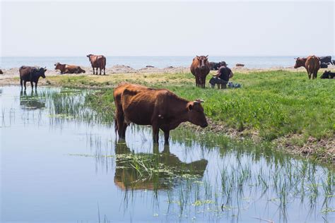 Cow Pasture Stock Photos, Images and Backgrounds for Free Download