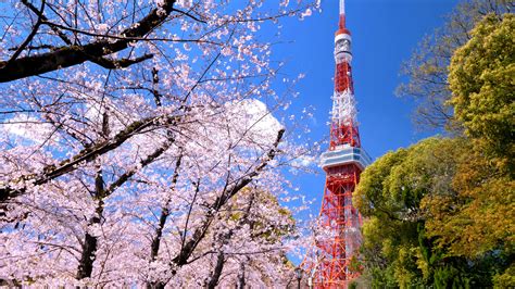 Follow the Cherry Blossom Trail: Tokyo’s 10 Best Sakura Viewing Spots